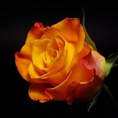 Profile Picture of Eleni Kontos (@KontosEleni) on Twitter