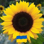 Profile Picture of Jonathan Runnalls (@photodotcymru) on Instagram