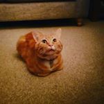 Profile Picture of Harry Bailey-Byford (@harryloafingcat) on Instagram