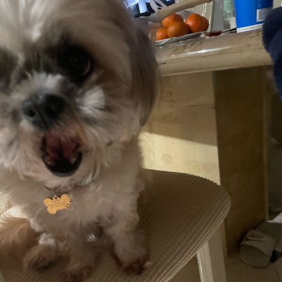 Profile Picture of Gina Huynh (@shartyfarty) on Poshmark