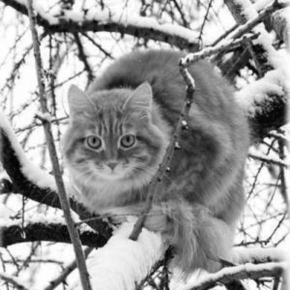 Profile Picture of Joy Kreder (@jkreder) on Poshmark