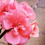 Profile Picture of Fung Mui (@Fung-Mui) on Facebook