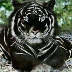 Profile Picture of Sherri Staack (@user2278566184453) on Tiktok