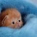 Profile Picture of Pamela Irish (@prcrstn8r) on Pinterest