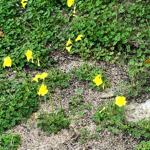 Profile Picture of Lillian Mata (@lillysmata) on Poshmark