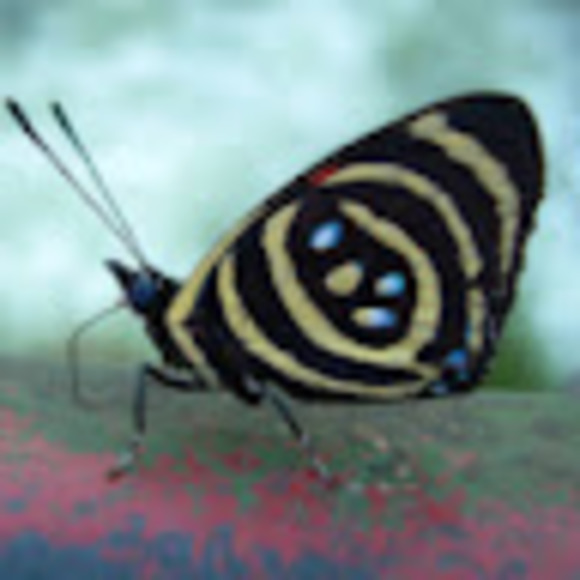 Victoria Magariños - Poshmark Profile Picture of Victoria Magariños (@victoriamaga197) on Poshmark