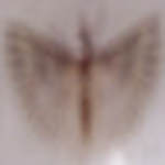 Profile Picture of Athena Rose (@athena rose) on Flickr