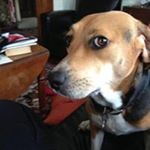 Profile Picture of David Schmalbeck (@davidschmalbeck) on Instagram