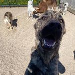 Profile Picture of Karen Schultz (@paradisepawscamp) on Instagram