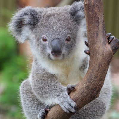 Profile Picture of Mike Koala (@MikeKoala) on Twitter