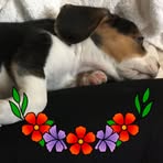 Profile Picture of Merlina Jat (@Merlina-Jat) on Facebook