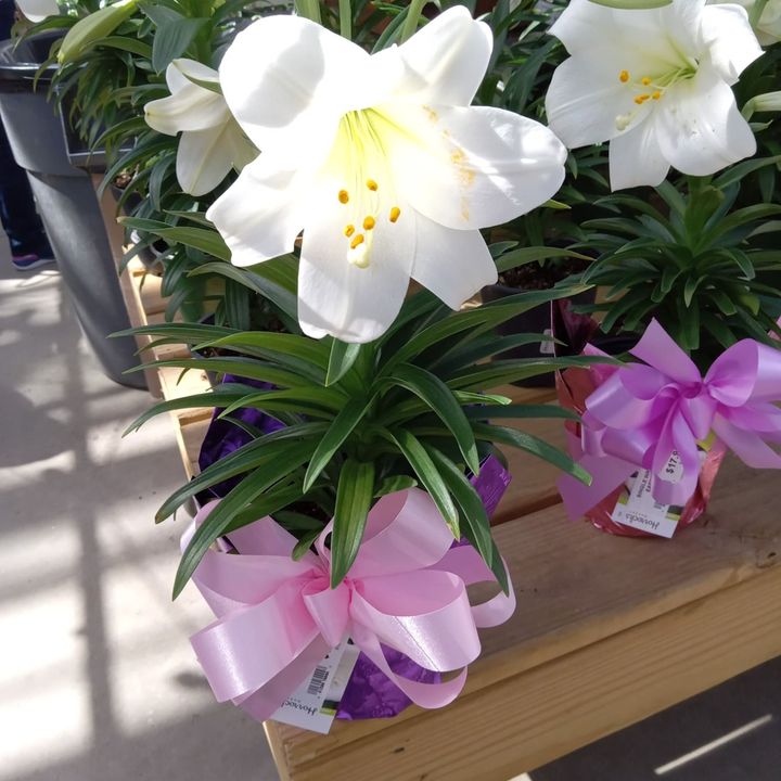 Profile Picture of Janet Comstock (@@janetcomstock) on Tiktok