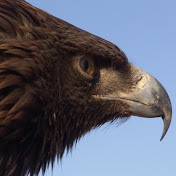 Marco A Puga - Youtube Profile Picture of Marco A Puga (@grilopuga) on Youtube