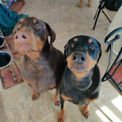 Doug Carter - Youtube Profile Picture of Doug Carter (@dougcarter3653) on Youtube