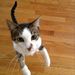 Profile Picture of Julie Ludwig (@Soojulie) on Pinterest