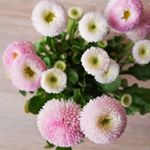 Mleko z Kawką ☕ - Instagram Profile Picture of Mleko z Kawką ☕ (@mlekozkawka) on Instagram