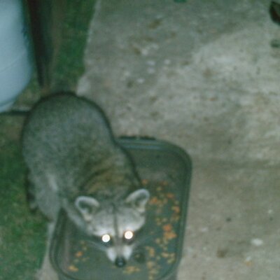 Profile Picture of Mike Reinhardt (@racin_michael) on Twitter