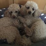 Profile Picture of Eloise Hamilton (@eloise.mama.h) on Instagram