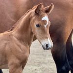 Profile Picture of Bergeling Engman Seth Team (@besthorses_morquera) on Instagram