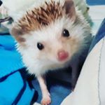 Profile Picture of Rocco (@roccoadames) on Instagram