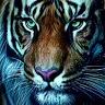 Profile Picture of David laser (@@davidlaser2) on Tiktok