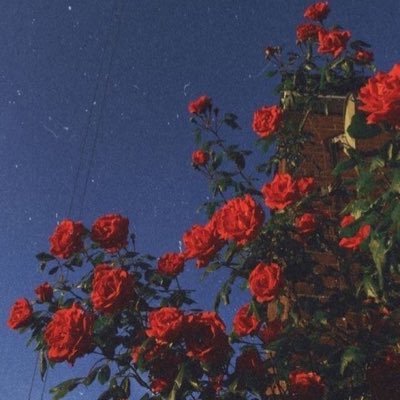 Profile Picture of Tiffany (@TiffanyKoch53) on Twitter