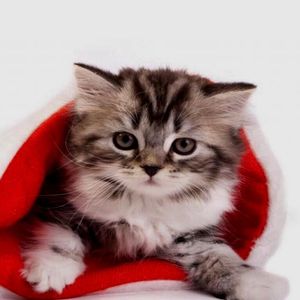 Zoe Decker - Myspace Profile Picture of Zoe Decker (@mermaid-tails) on Myspace