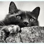 Profile Picture of Sylvie Denaux (@feline56) on Flickr