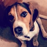 Profile Picture of Beaglehearts (@bobthebeaglesgirl) on Instagram