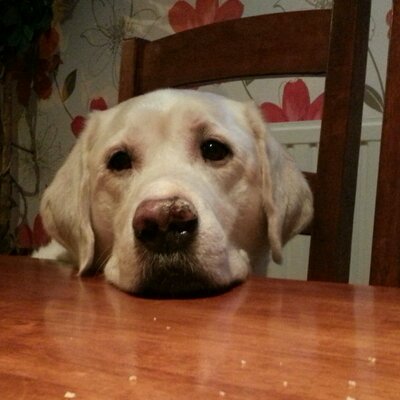 Steven Stoneman - Twitter Profile Picture of Steven Stoneman (@@StevenStoneman) on Twitter