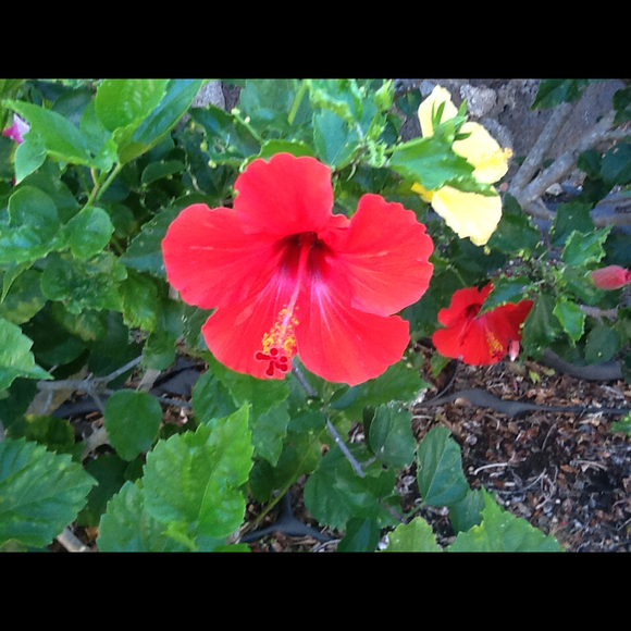 Profile Picture of Alba Siles (@siles) on Poshmark
