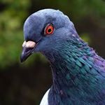 pombo mario - Instagram Profile Picture of pombo mario (@filho_pombo) on Instagram