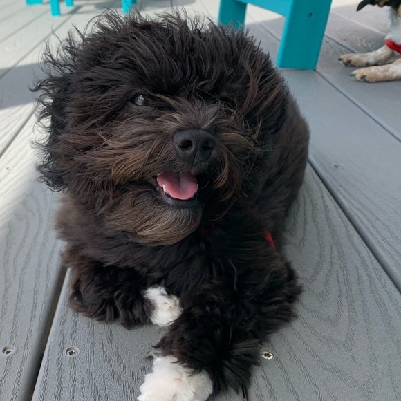 Profile Picture of Cindy Maynard (@cmaynardatl) on Poshmark