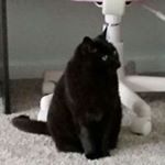 Profile Picture of Joel Adam (@joel.caughlin) on Instagram