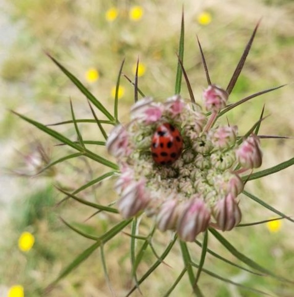 Profile Picture of Nadia Pajak (@nadialvt77) on Poshmark