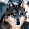 Profile Picture of KURTPOSTU (@@kurtpostu1453) on Tiktok