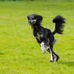 Profile Picture of Titos Jennee (@blairosbertblair7217) on Instagram