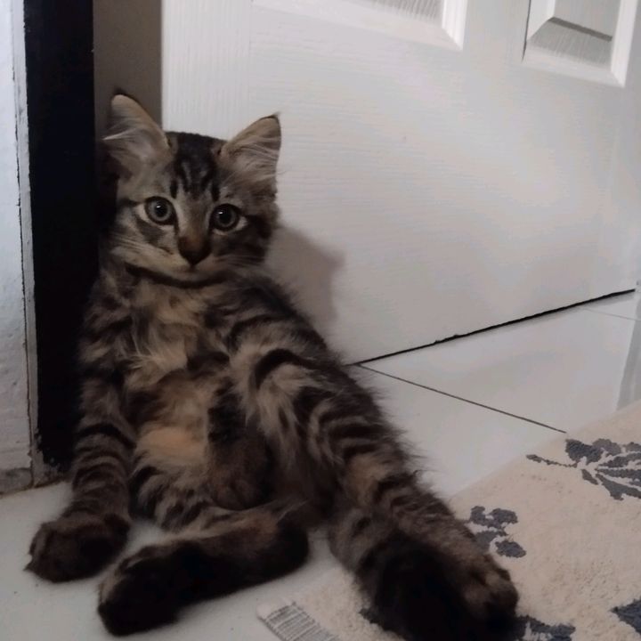 Profile Picture of julie_rachman (@julie_rachman) on Tiktok