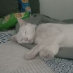 Profile Picture of Rafi Campbell (@raficampbell) on Instagram