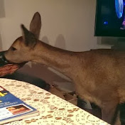 Profile Picture of Gundula Sielschott (@gundulasielschott7268) on Youtube