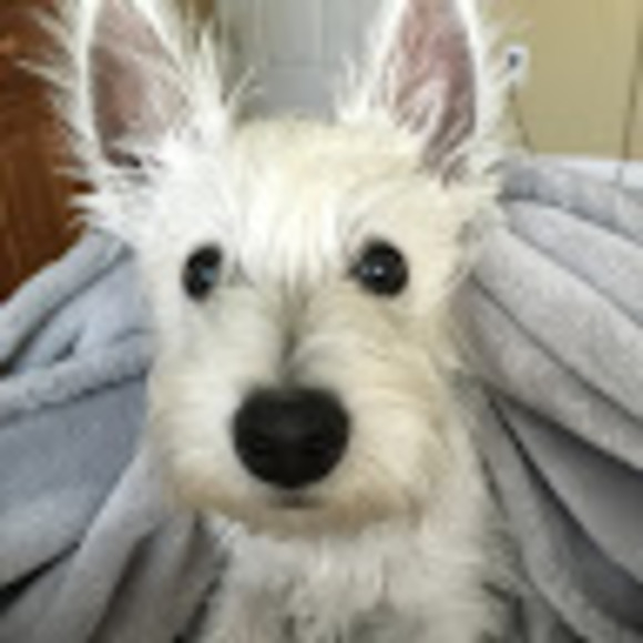 Profile Picture of Christy Stilphen (@cstilphen325) on Poshmark