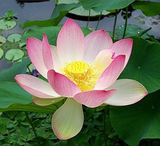 Profile Picture of Nelumbo nuciferaon Wikipedia