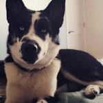 veronica haseleu - Instagram Profile Picture of veronica haseleu (@midnighthillshounds) on Instagram