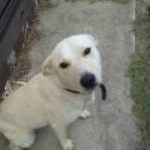 Profile Picture of Adam Cornell (@corneyboy) on Instagram