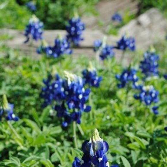 Profile Picture of Tonykathy Bomar (@kathybomar) on Poshmark