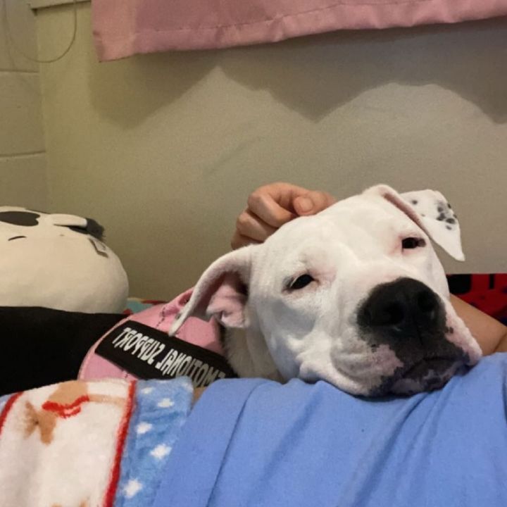 Profile Picture of ariel (@arielspang1) on Tiktok