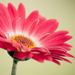 Profile Picture of Audrey Manning (@purplemelon7) on Pinterest