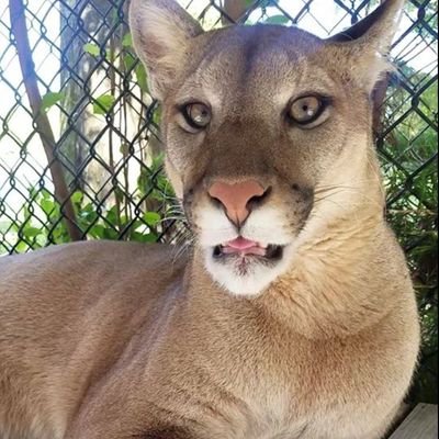 Profile Picture of Steve Déry (@SteveDry1) on Twitter