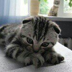 Profile Picture of Scottish Folds World (@scottishfoldsworld) on Instagram