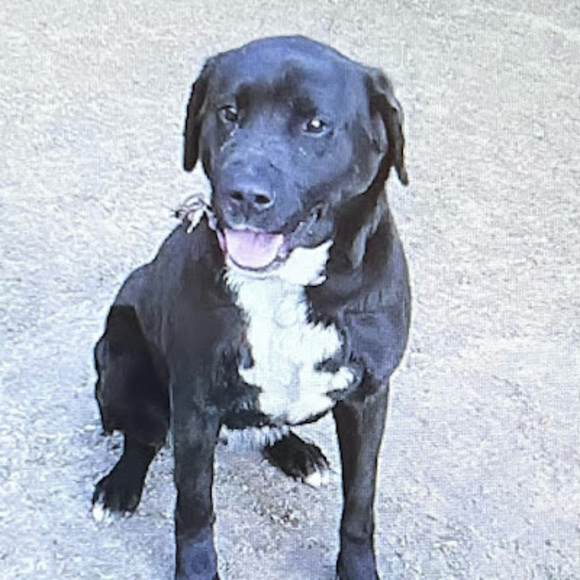 Profile Picture of Katelynn Beall (@katelynnbeall4) on Poshmark